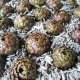 Carciofi alla matticella