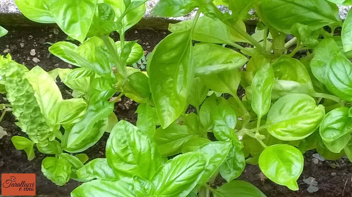Il basilico