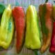 peperoni, fantasia di colori