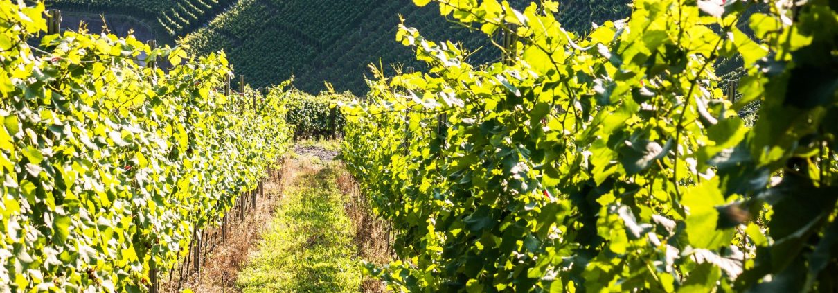 Vitigni più diffusi in Trentino Alto Adige