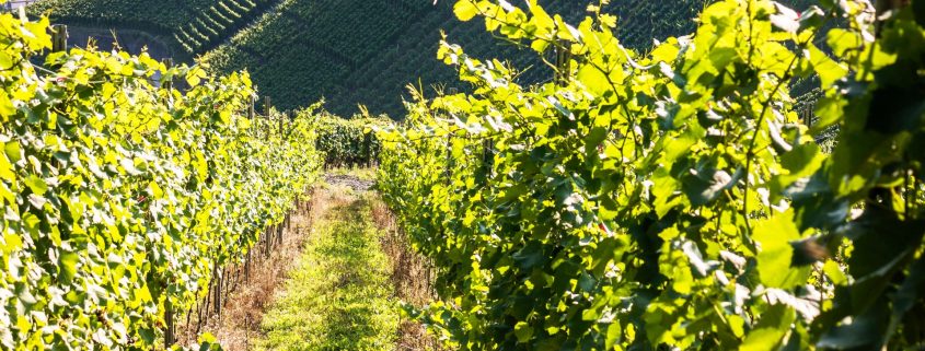 Vitigni più diffusi in Trentino Alto Adige