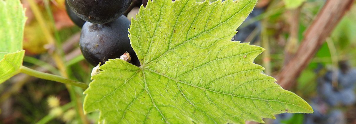 Ciclo biologico della vite
