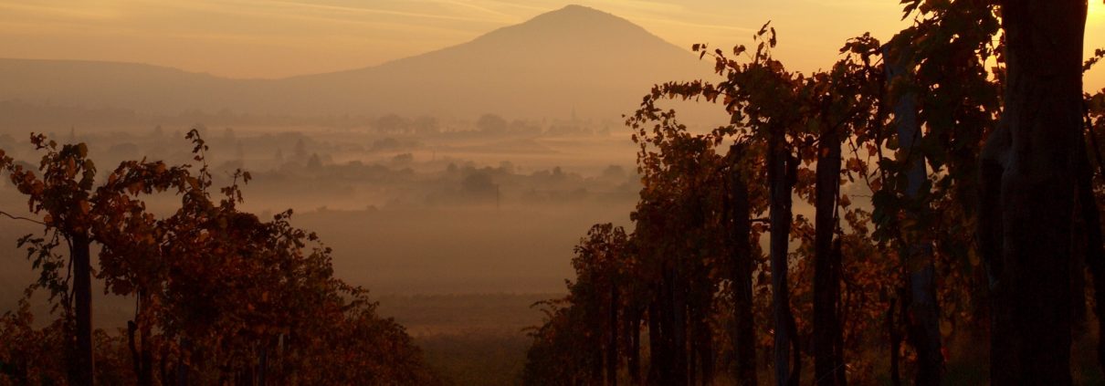 Vitigni più diffusi in Calabria