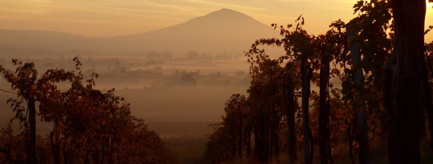 Vitigni più diffusi in Calabria