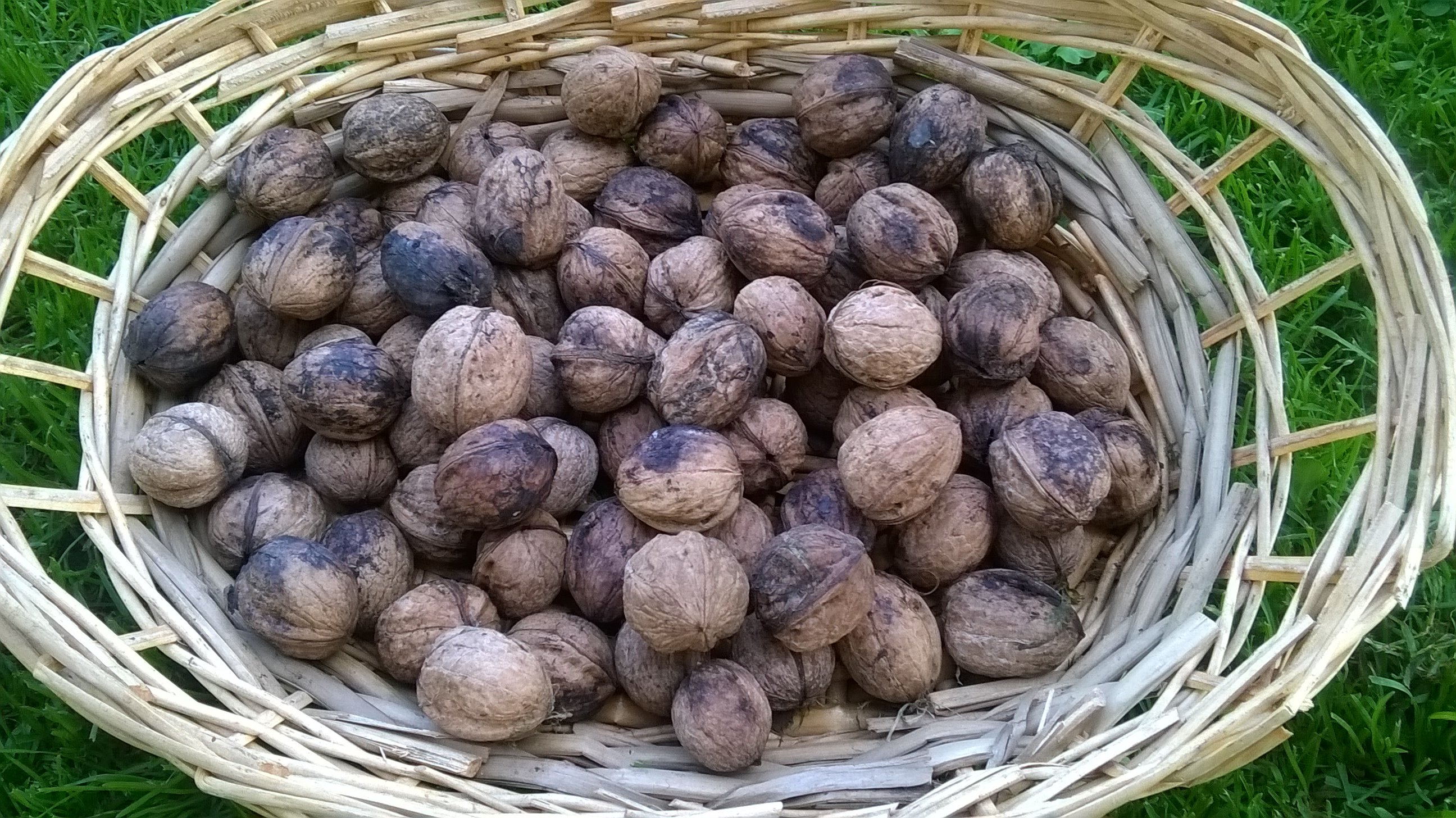 Noci