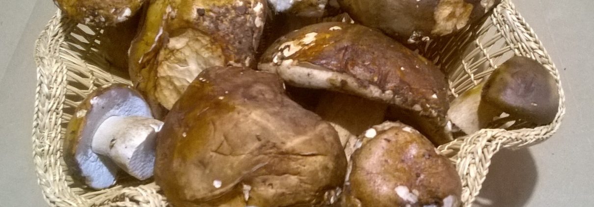 Funghi porcini