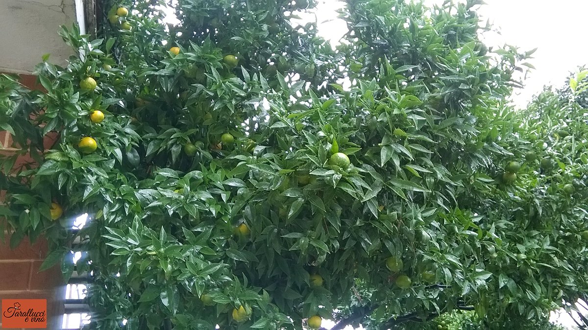 Albero di mandarancio