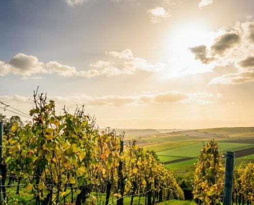 vitigni più diffusi in Campania