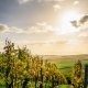 vitigni più diffusi in Campania