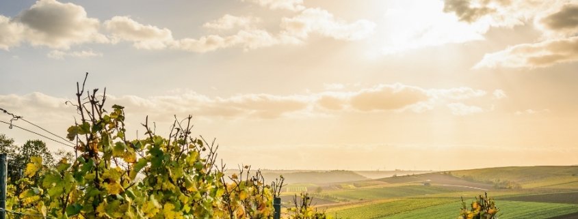 vitigni più diffusi in Campania