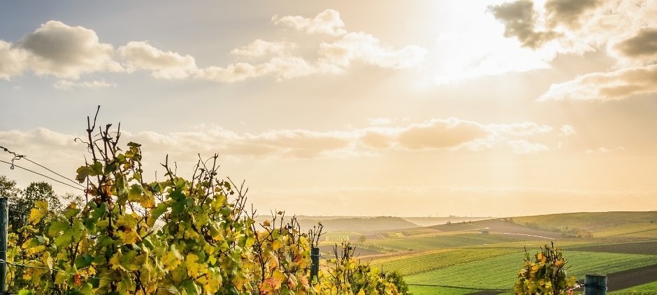 vitigni più diffusi in Campania