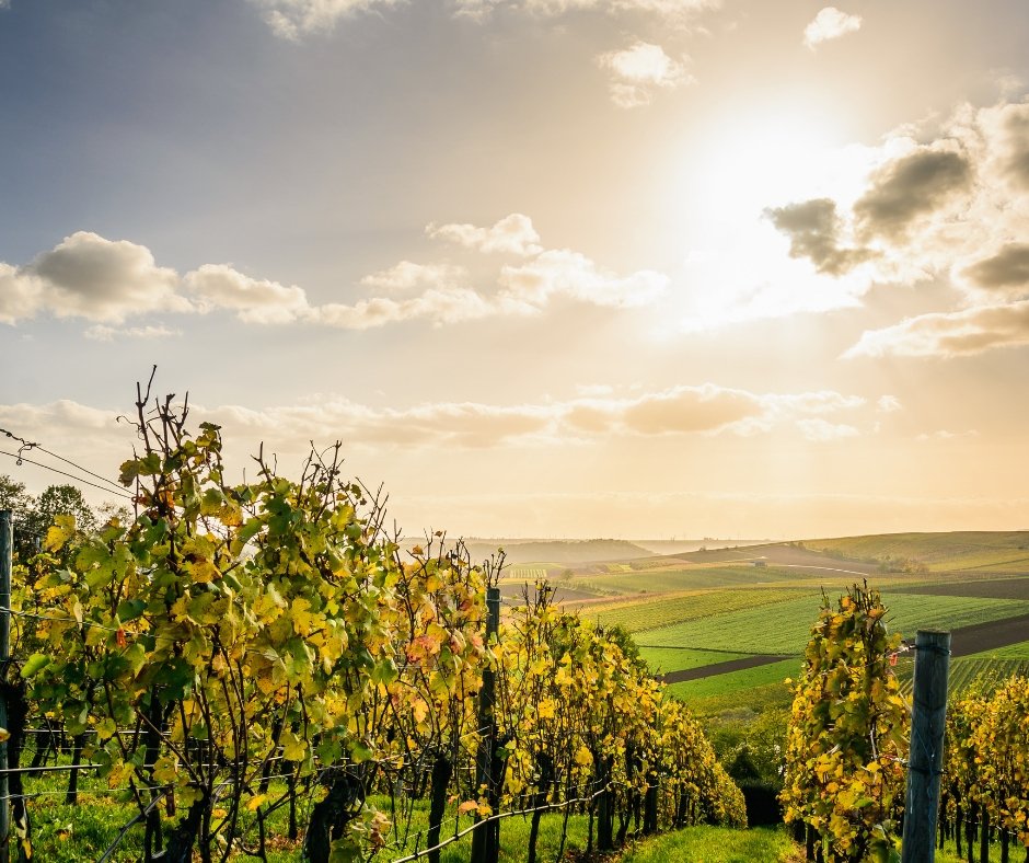 vitigni più diffusi in Campania