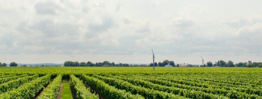 vitigni più diffusi nelle Marche