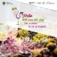 festa dell'uva e dei vini Velletri