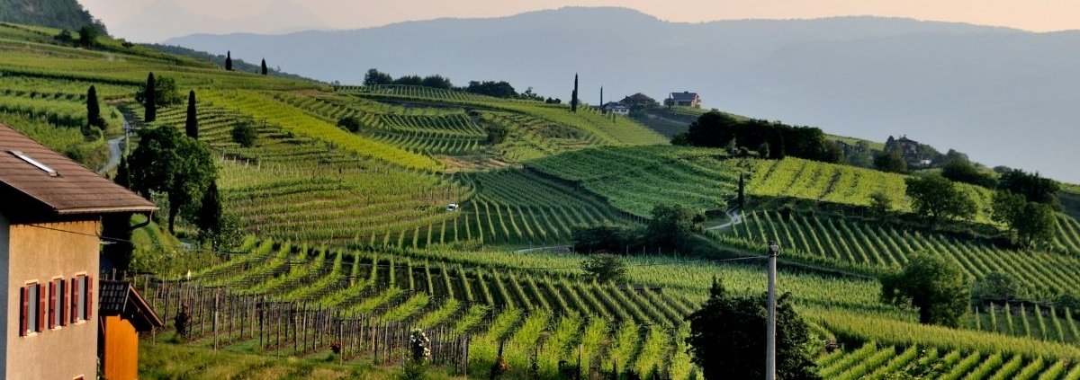 vitigni più diffusi in Lombardia