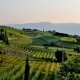 vitigni più diffusi in Lombardia