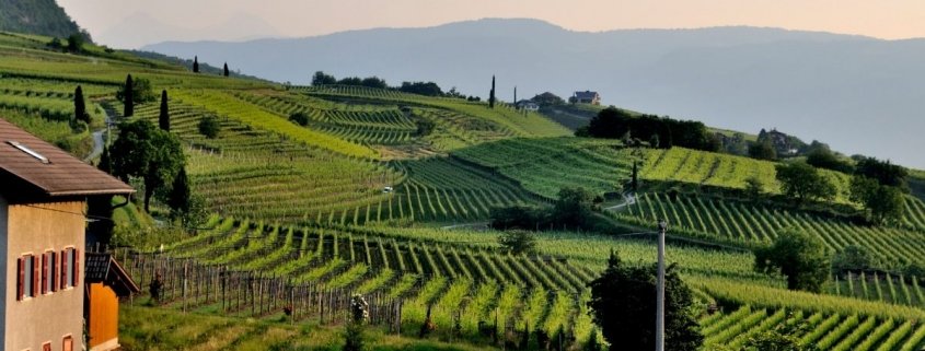 vitigni più diffusi in Lombardia