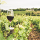 Vite da vino