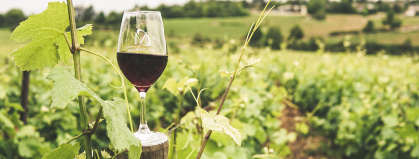 Vite da vino