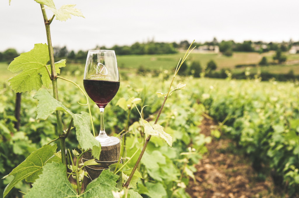 Vite da vino