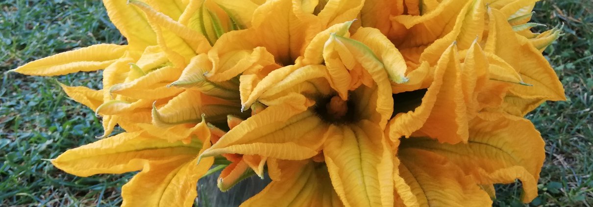 Fiori di zucca curiosità e ricette