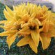 Fiori di zucca curiosità e ricette