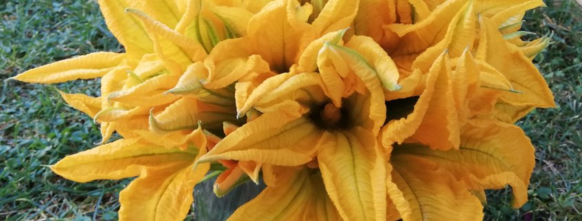 Fiori di zucca curiosità e ricette
