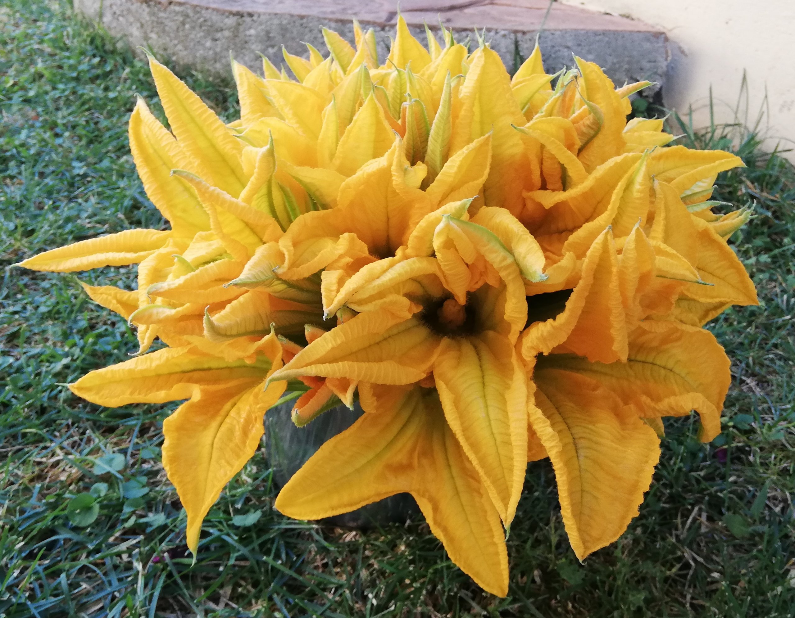 Fiori di zucca curiosità e ricette